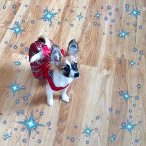 Meet your Posher, Gloria